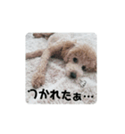 テオのシンプルスタンプ。（個別スタンプ：4）