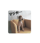 テオのシンプルスタンプ。（個別スタンプ：6）