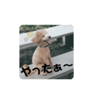 テオのシンプルスタンプ。（個別スタンプ：9）