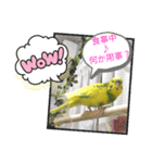 おまちゃんの日常♪（個別スタンプ：11）