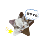 こたてつ（個別スタンプ：1）
