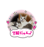 こたてつ（個別スタンプ：2）