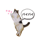 こたてつ（個別スタンプ：3）