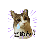 こたてつ（個別スタンプ：7）