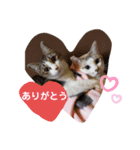 こたてつ（個別スタンプ：8）