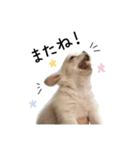 アッキーナ家の4チワちゃん☆シンプル（個別スタンプ：40）