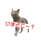 まりも・めかぶすたんぷ！5（個別スタンプ：5）