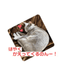 まりも・めかぶすたんぷ！5（個別スタンプ：6）