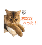 まりも・めかぶすたんぷ！5（個別スタンプ：7）