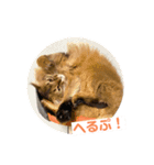 まりも・めかぶすたんぷ！5（個別スタンプ：8）