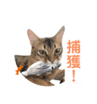 まりも・めかぶすたんぷ！5（個別スタンプ：11）