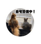 まりも・めかぶすたんぷ！5（個別スタンプ：15）