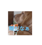 カンナと愛犬（個別スタンプ：1）