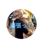 カンナと愛犬（個別スタンプ：4）
