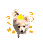 シンバさんroom（個別スタンプ：5）