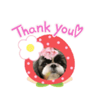 シーズー犬s.s（個別スタンプ：1）