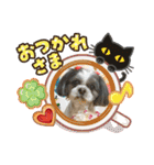 シーズー犬s.s（個別スタンプ：3）