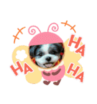 シーズー犬s.s（個別スタンプ：4）