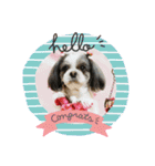 シーズー犬s.s（個別スタンプ：6）