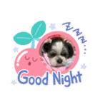 シーズー犬s.s（個別スタンプ：7）