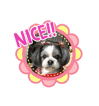 シーズー犬s.s（個別スタンプ：9）