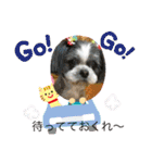 シーズー犬s.s（個別スタンプ：10）