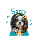 シーズー犬s.s（個別スタンプ：11）