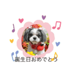 シーズー犬s.s（個別スタンプ：12）