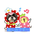 シーズー犬s.s（個別スタンプ：13）