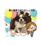 シーズー犬s.s（個別スタンプ：14）