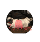 シーズー犬s.s（個別スタンプ：15）