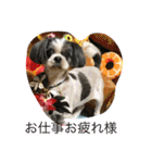 シーズー犬s.s（個別スタンプ：17）