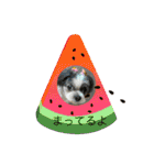 シーズー犬s.s（個別スタンプ：18）