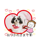 シーズー犬s.s（個別スタンプ：19）