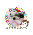 シーズー犬s.s（個別スタンプ：21）