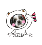 シーズー犬s.s（個別スタンプ：24）