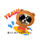 シーズー犬s.s（個別スタンプ：25）