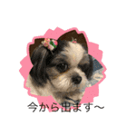 シーズー犬s.s（個別スタンプ：29）