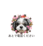 シーズー犬s.s（個別スタンプ：31）