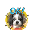 シーズー犬s.s（個別スタンプ：32）