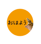 ぺろ、時々、どん（個別スタンプ：2）