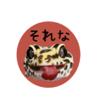 ぺろ、時々、どん（個別スタンプ：3）