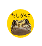 ぺろ、時々、どん（個別スタンプ：4）