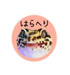 ぺろ、時々、どん（個別スタンプ：5）