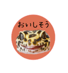 ぺろ、時々、どん（個別スタンプ：6）