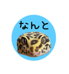 ぺろ、時々、どん（個別スタンプ：7）