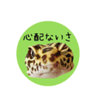 ぺろ、時々、どん（個別スタンプ：8）
