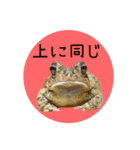 ぺろ、時々、どん（個別スタンプ：9）