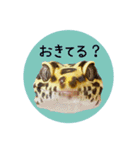 ぺろ、時々、どん（個別スタンプ：10）
