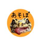 ぺろ、時々、どん（個別スタンプ：11）